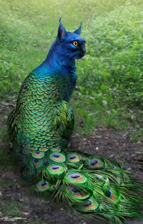 skylorde:

thefabulousweirdtrotters:

Peacat 

a majestic hybrid between a cat and peacock and I scroll down just to see “peacat”
