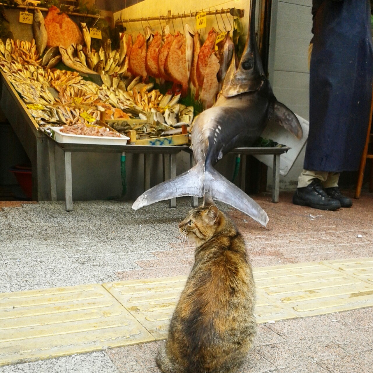 picky customer stray cat istanbul