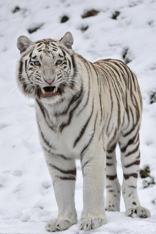 animalkingd0m:

Angry White Tigress by Josef Gelernter
