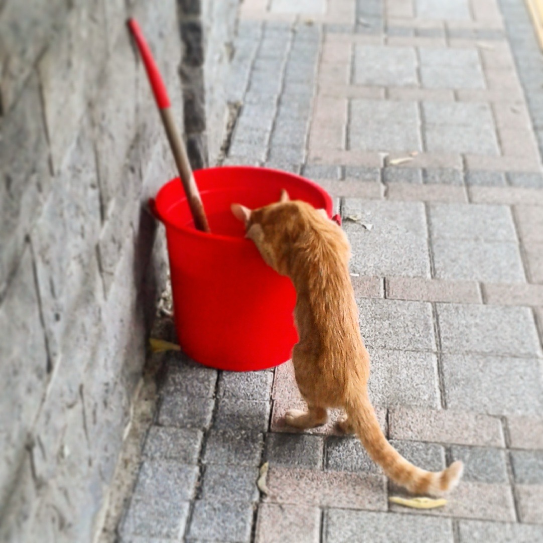 thirsty stray cat in istanbul