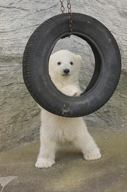 lolcuteanimals:

Because they have tire swings in the wild. Haha.  Cute polar bear cub at the zoo.