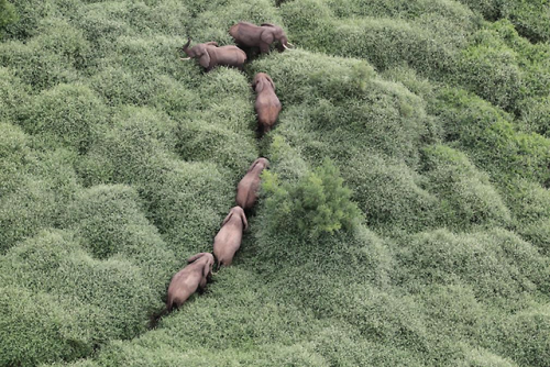 verticalism:cybergata:

Elephants walking through a rain forest.


ahh they look like bunnies in grass!!