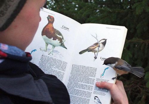 motorizedmycologist:

becausebirds:

Bird lands on a page about itself.

"das me"
