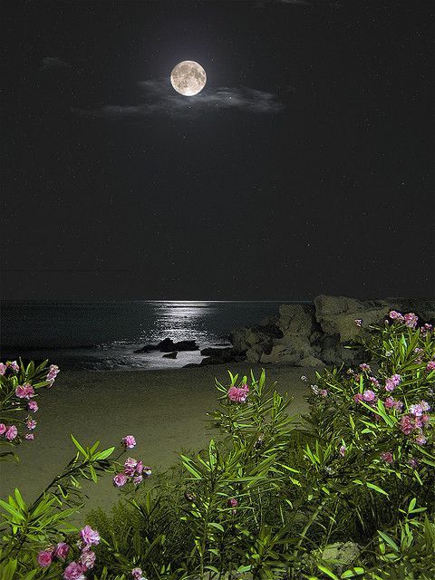 orchidaaorchid:

moonlight beach by icetea1234567 on Flickr
