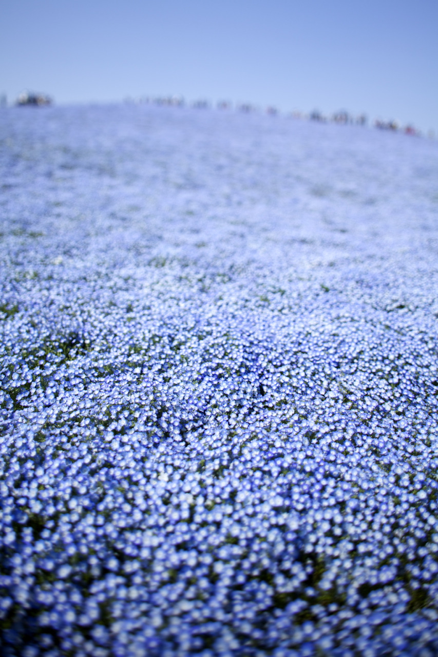 Blue Flowers Tumblr