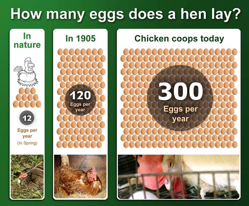  chicken coops: Today, hens are forced to lay eggs at a breakneck pace