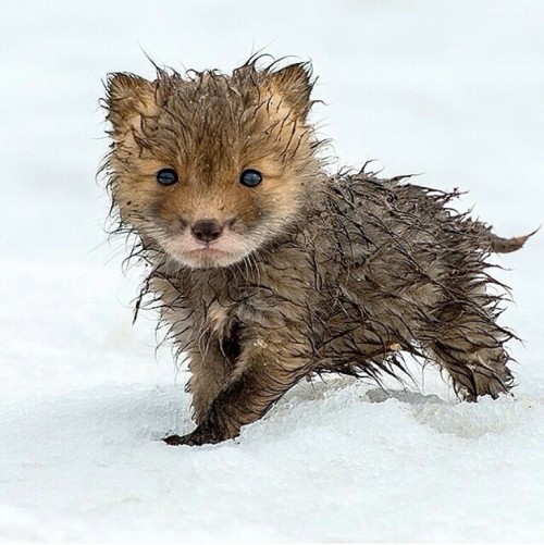 awwww-cute:

Winter little fox