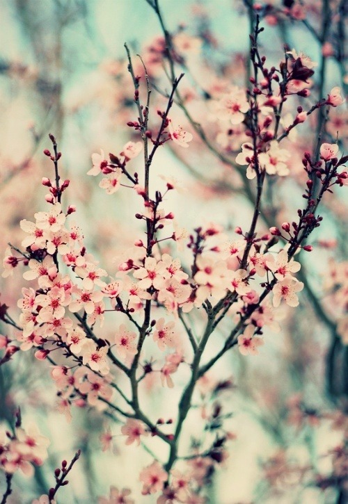 Imagenes de flores de tumblr - Imagui