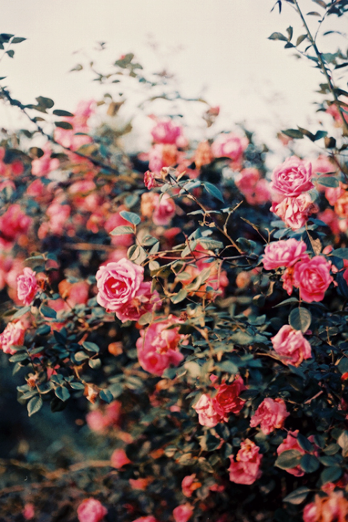 Tumblr flores - Imagui