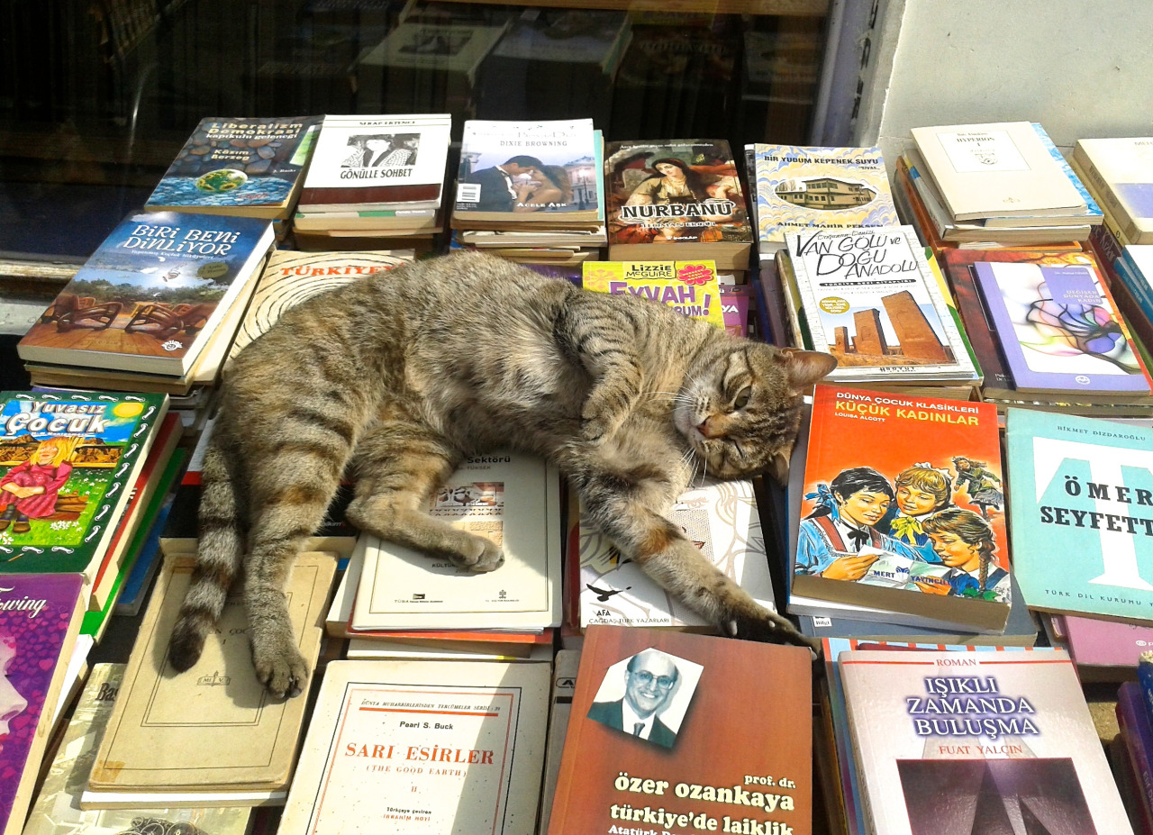 books and stray cat in istanbul