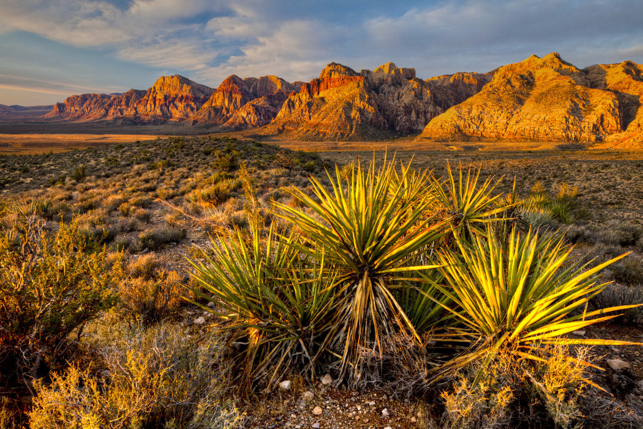 Large mountains loom in the background near a valley covered with desert vegegation. (Photo by Bob Wick, BLM)
