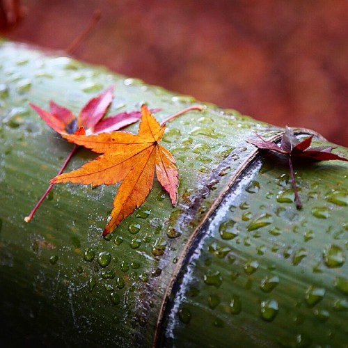 zutengphotography:雨上がる #leaf #bamboo #raindrops #autumn #ir_ig #kyoto #japan #instagood #instaamici #ig_closeups #igglobalclub #ig_global_life #ig_great_shots #ig_cosmopolitan #great_captures #bs_world #nuc_member (天龍寺)