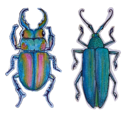 drawing of beetles