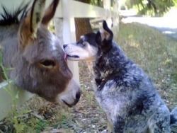 The Dog and the Donkey.
(source: http://bit.ly/14wS13o)