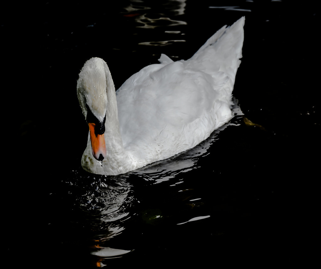 White Swan in St Stephen&rsquo;s Green - Dublin Ireland by mbell1975