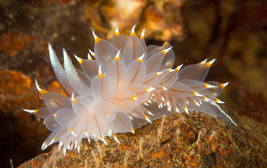luna-the-pixie:the-awesome-quotes:Sea Slugs That Prove Aliens Already Live _n Planet EarthMy favorite animal. ♡♡♡