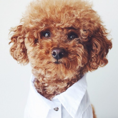 Logan Fresh

#whiteoxford #preppy #dogsofinstagram #puppy #cute #poodle #aplacetolovedogs #happy_pet #dailypuppy #vscocam #cutepic #toypoodle #love #puppy #barkbox #loganslook #vscocam #picoftheday #instagood #instamood #style #iphoneonly