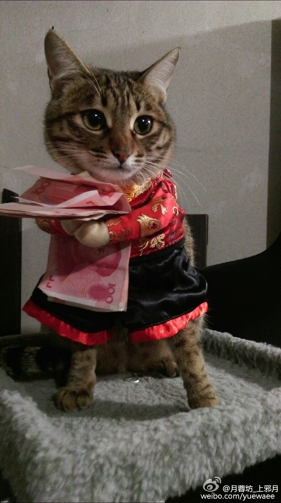 kitty cat LOL funny cute china chinese new year chinese culture weibo