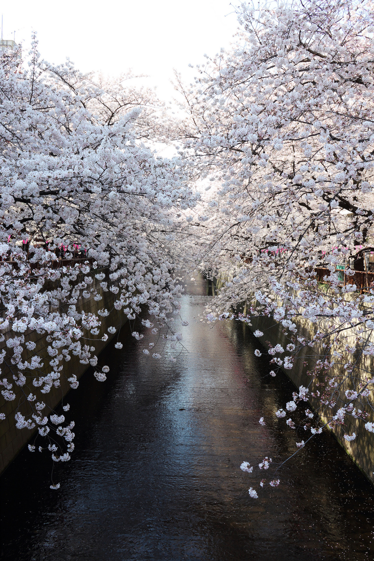 ourbedtimedreams:


 Sakura of Meguro River 1 by * Yumi *


 