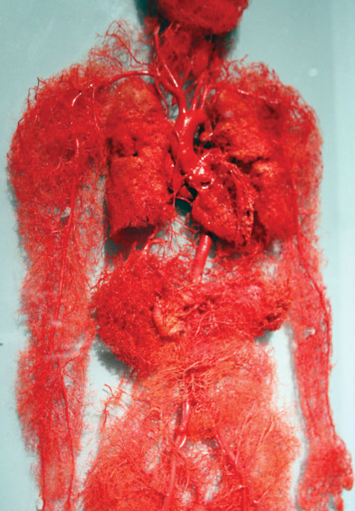 
Plastinated circulatory system

