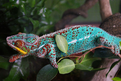 Δ S > 0 • odditiesoflife: 10 Wild Facts About Chameleons
