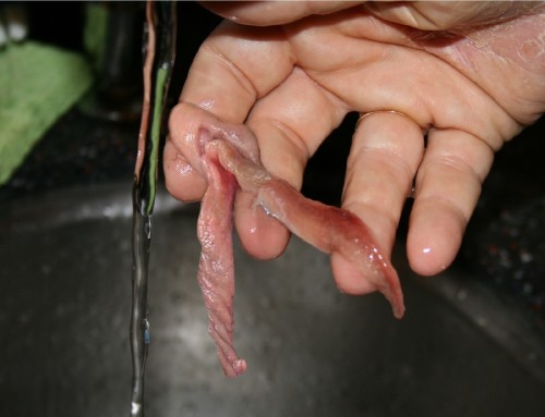 Close up of shaved pink pussy
