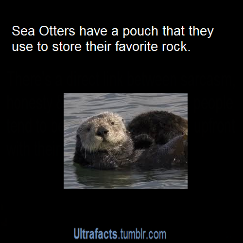 ultrafacts:

eevil-sdrawkcab:

ultrafacts:

More Ultrafacts (Source)

Ahahaha why a rock!?

They use the rock as a tool to crack open clams and sometimes they play with it for fun.

