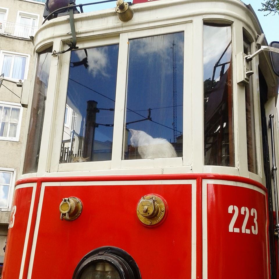 cat riding historic tram istanbul 