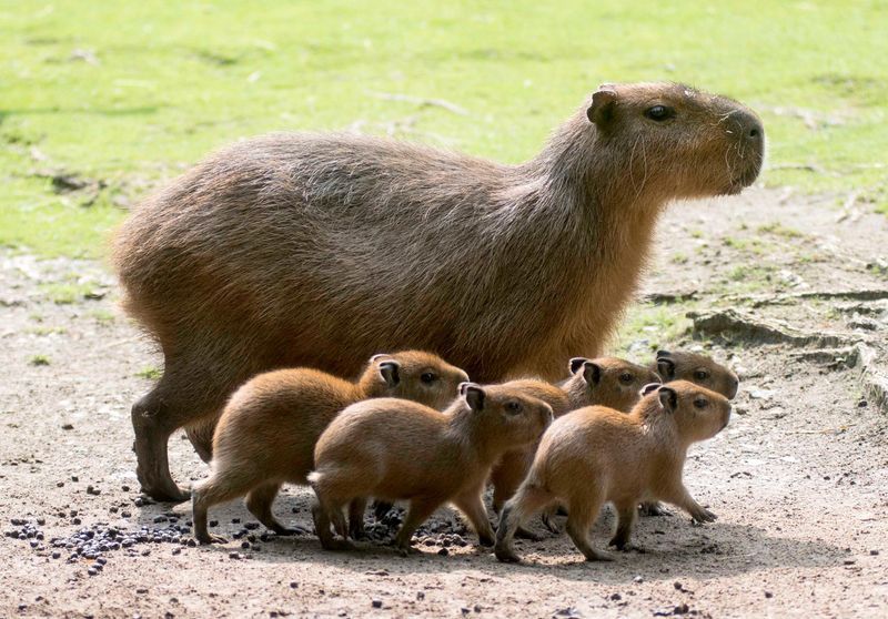 ohtravistyler:

daily-biology:The Capybara, a large rodent native to South America, is capable of running as fast as a horse


Ride them into battle