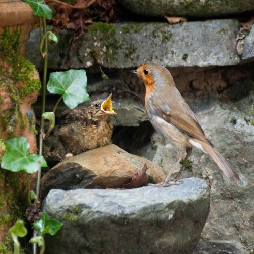 pagewoman:Robin and nestlingby Paul Want