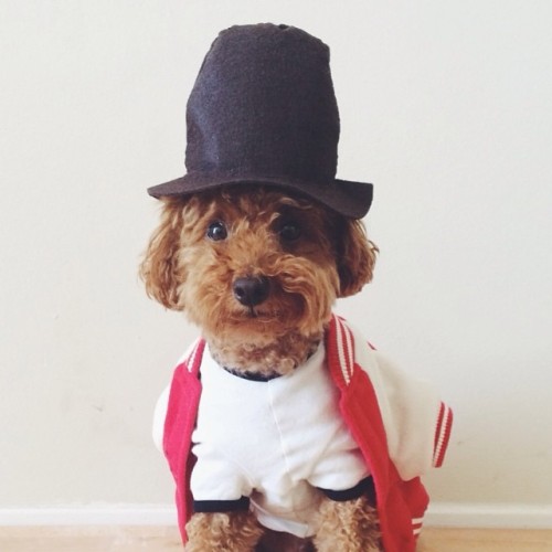 Pharrell Hat Sunday #pharrellwilliams #hat #style #couture #outfit #toypoodle #puppy #cute #vscocam #dogsofinstagram