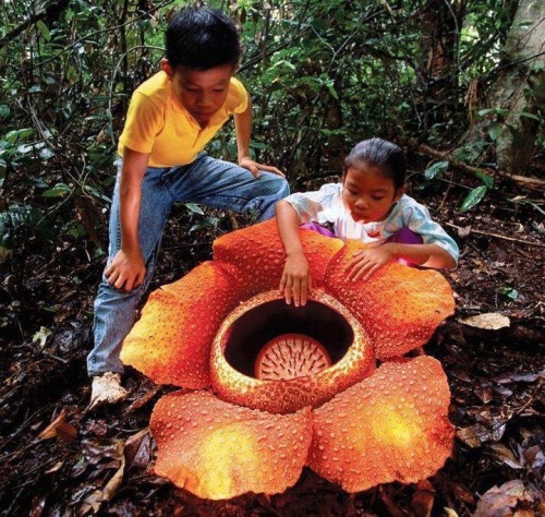 Rafflesia arnoldii is the world’s largest flower, with a diameter of around one meter and weighing up to ten kilograms. The flower is very rare and not easy to locate, growing only once a year, for five days. It grows in the rain forests of Asia and the Philippines. The flower is nicknamed “meat flower” and “corpse flower” due to the fact that it looks, and smells, like rotting flesh.