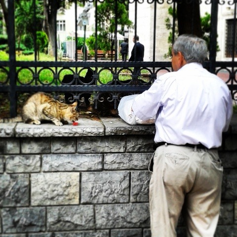 sharing lunch with a cat in bakirkoy