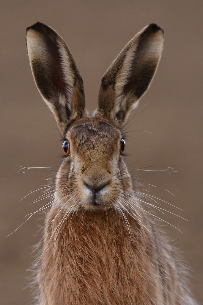 phototoartguy:

Hare poses Suffolk 25.3.2015 PART 2 (1) by Margaret the Novice on Flickr
☛ http://flic.kr/p/rNF3MF
