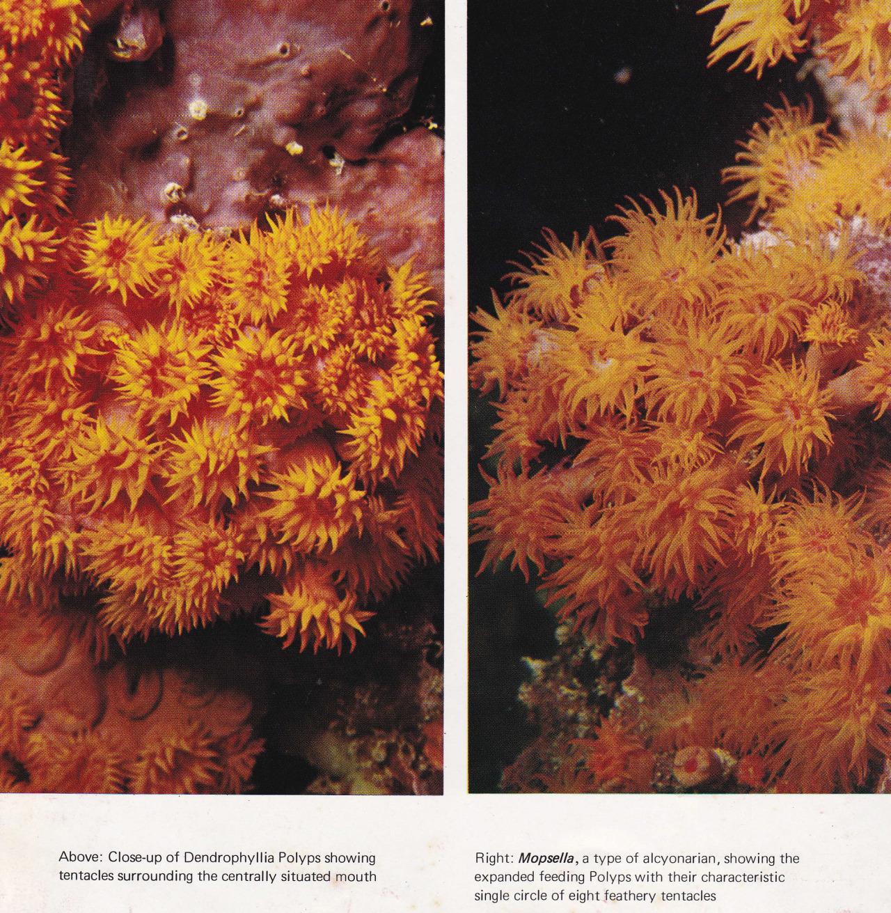 plant-scans:
The Great Barrier Reef, Allan Power 1969
