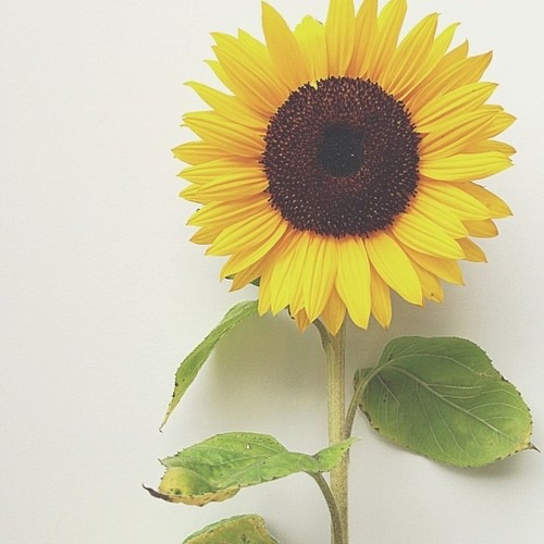 Tumblr Flower Yellow Background Sunflower Yellow Flower Mitten