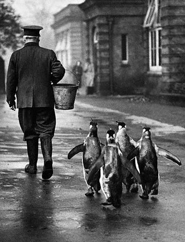 &ldquo;Have fish, will follow&rdquo;. London Zoo. 1939.
Photographer: Bert Hardy