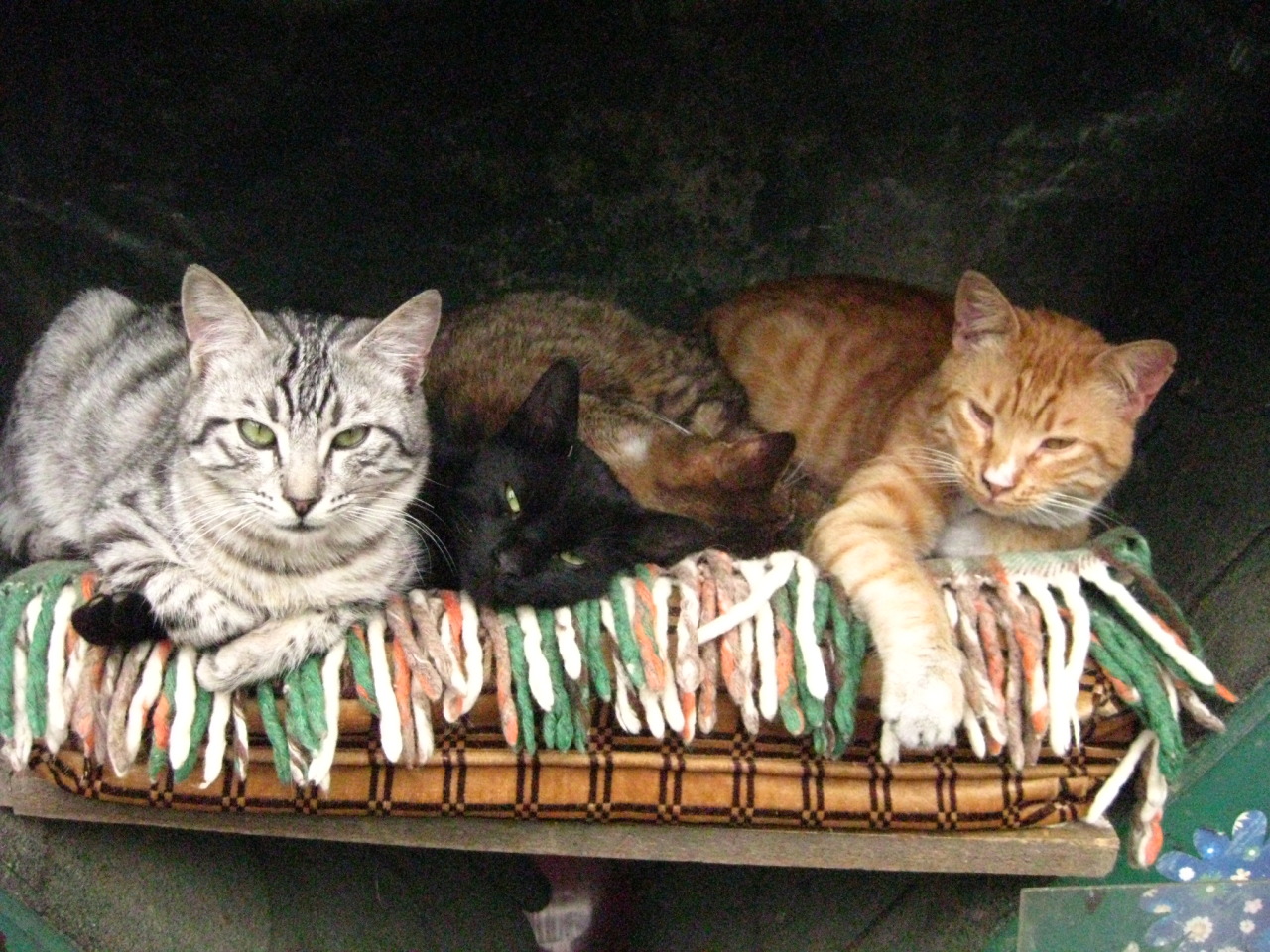 stray cats of istanbul family time