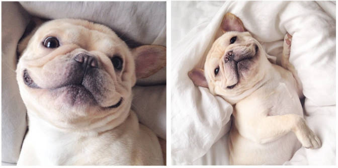 21 Reasons Why Owning a French Bulldog Is the Worst Thing You Could Do! 13