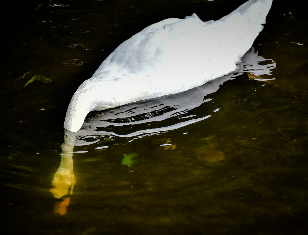 White Swan in St Stephen&rsquo;s Green - Dublin Ireland by mbell1975