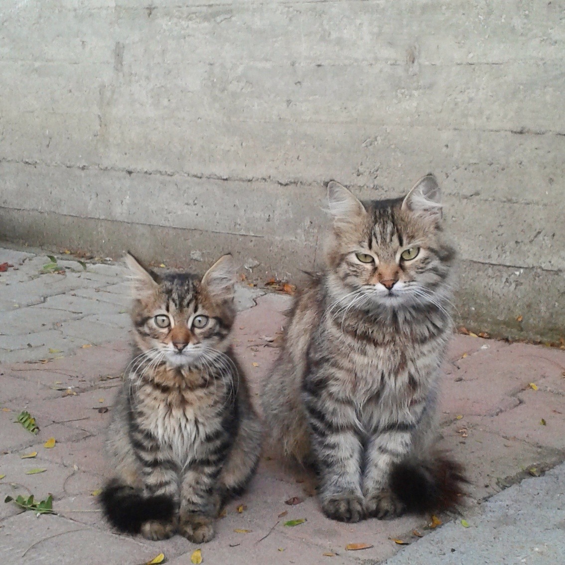 like mother like daughter - stray cats istanbul