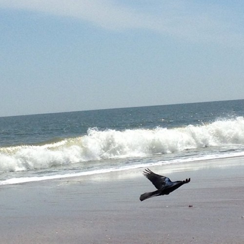 #blackbird #crow #birds #bird #beach #summer #ocean #eastcoast #waves