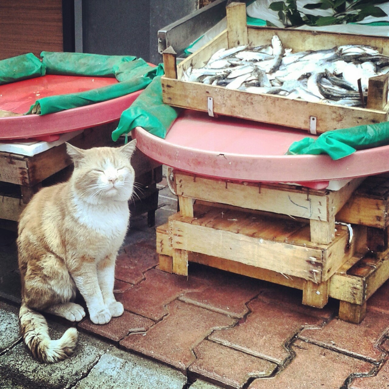 stray cat smelling the fish in istanbul