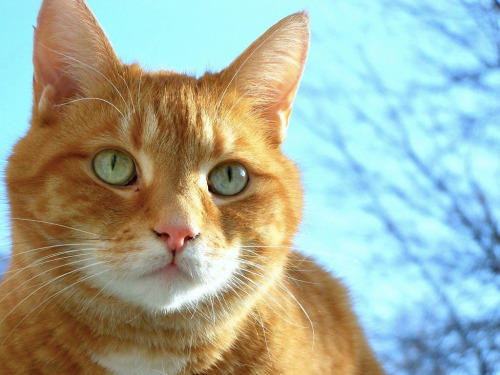 Ginger Tabby and White
