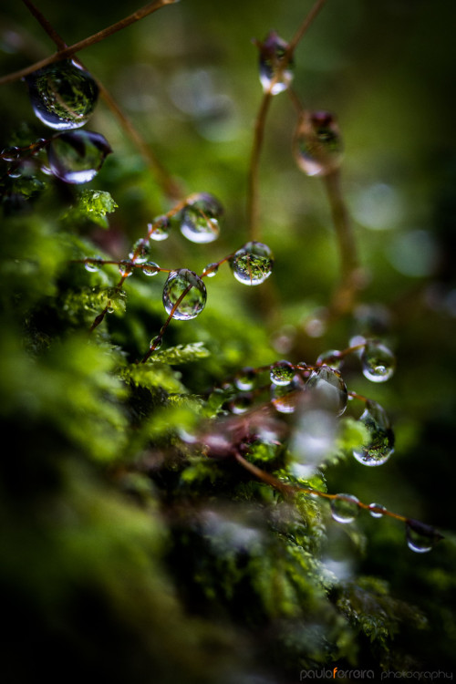 mistymorningme:

Water Drops by Paulo Ferreira
