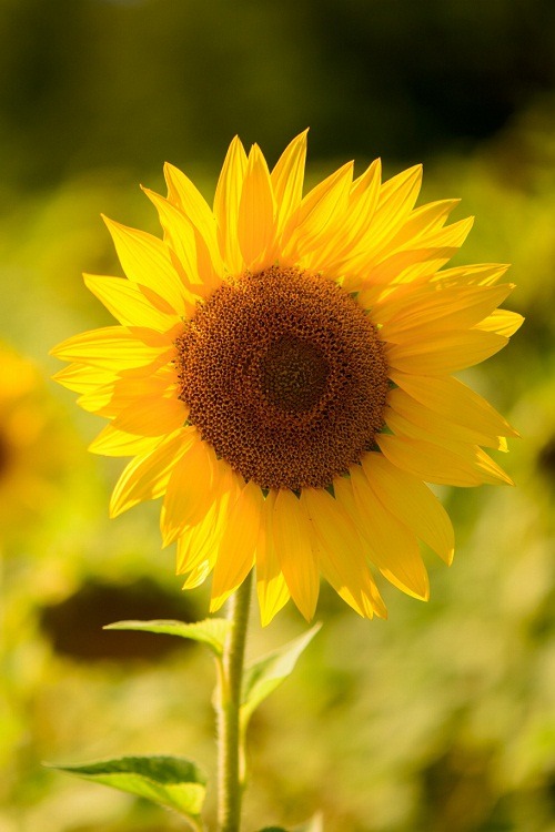 ponderation:

Sunflower in France Drome region by Markus Schilder