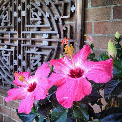 #balcony #hibiscus #hibiscustree #pinkhibiscus #plant #chinesescreen #chinesewindow #love #instagood #me #tbt #cute #photooftheday #instamod #iphonesia #picoftheday #igers #tweegram #beautiful #instadaily #instagramhub #follow #iphoneonly #igdaily #bestoftheday