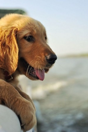 phototoartguy:

“ Boating ”
☛ http://bit.ly/1Qwv2MH
New Cute Photography from the CutestPaw!