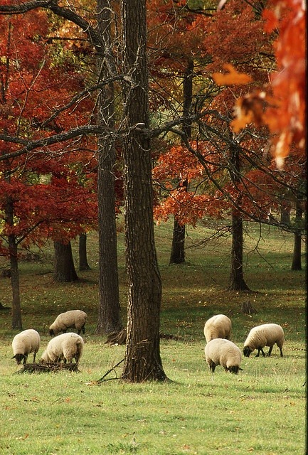 coisasdetere:

Sheep in a pasture in autumn.
