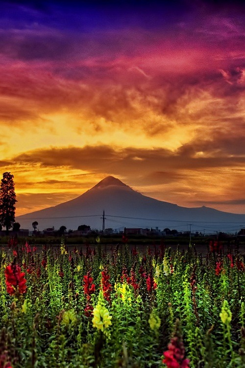 ponderation:

Sunshine, flowers and Volcano by CristobalGarciaferroRubio 